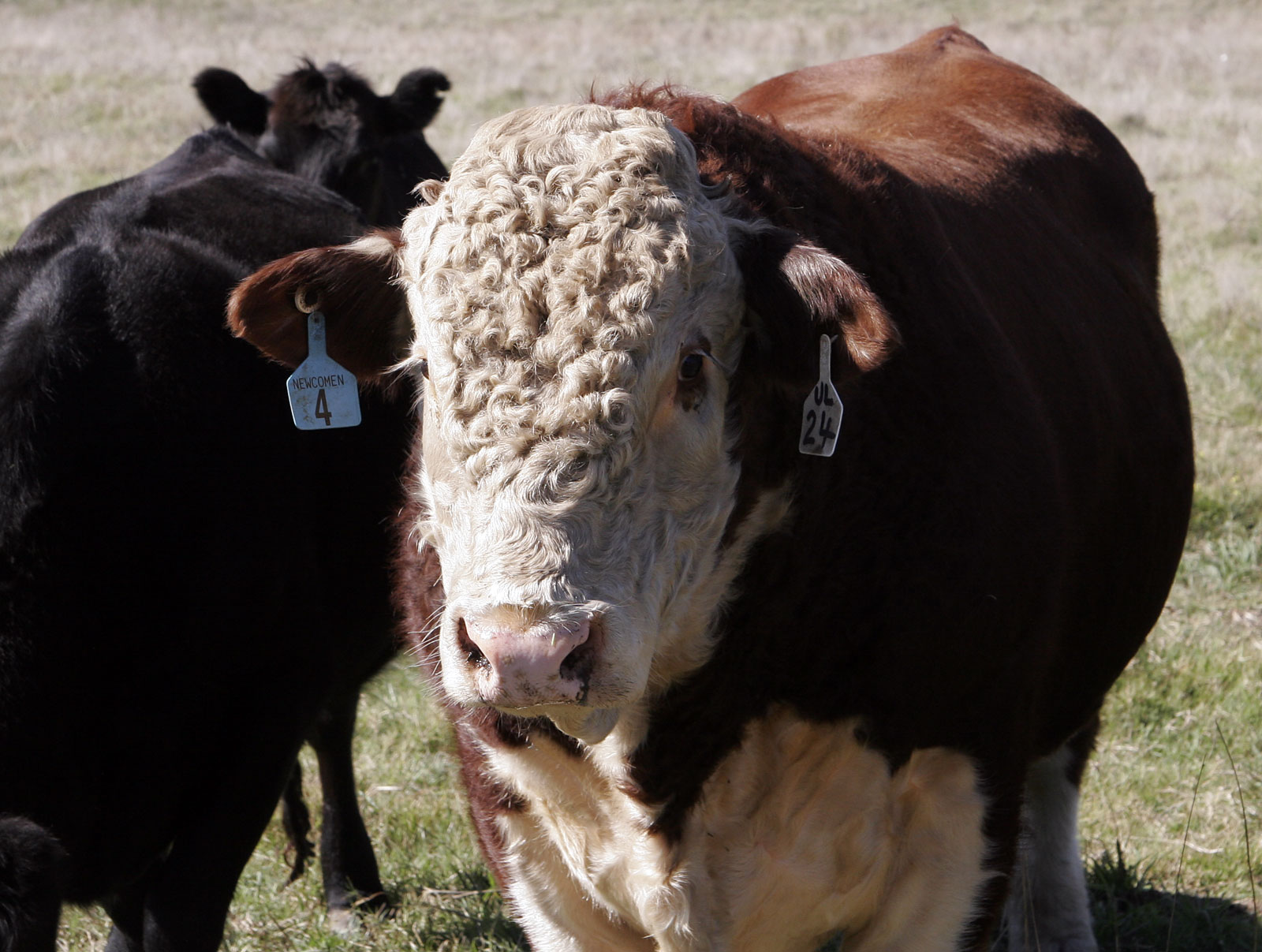 Beef cattle, commodity reference photograph